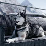 木屋 Private Whole-hotel In 360 Alpine Views Sauna & Hot Tub *